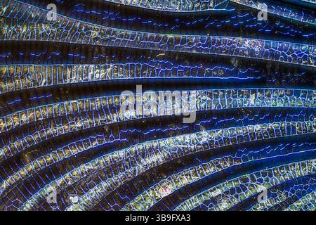 Magnificent dragonfly wings at high magnification Stock Photo