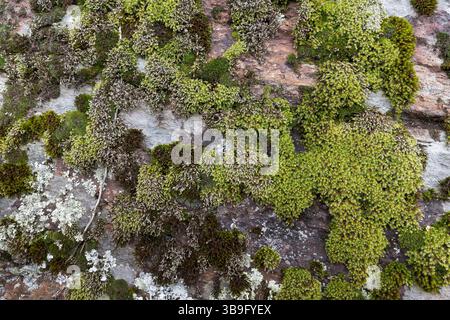 Wall covered with moss, close-up Stock Photo
