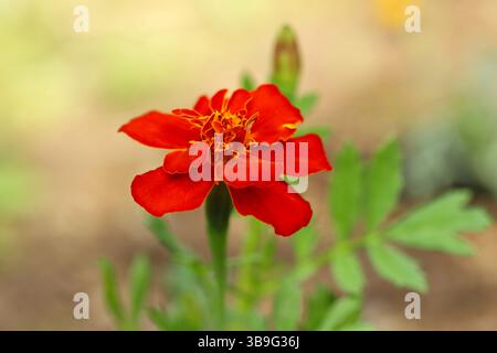 African marigold flower (Tagetes erecta) Stock Photo