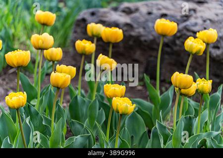 A bed of vibrant yellow tulips stands out against green foliage and a rough, stone background in a serene garden setting. Stock Photo
