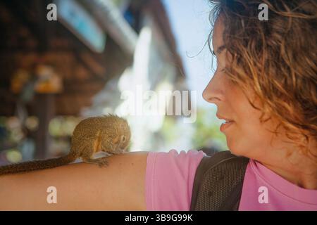 A woman with curly hair and a pink shirt looks at a small tupaia perched calmly on her arm in a sunlit Balinese market setting, highlighting an intima Stock Photo