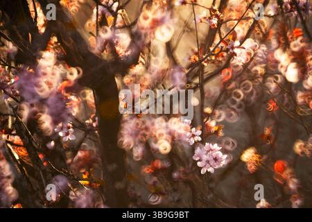 Cherry blossoms in soft focus create a captivating bokeh effect with swirling light circles. Warm colors blend harmoniously, evoking tranquility and b Stock Photo
