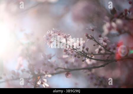 Blooming purple-leaf plum (Prunus cerasifera 'Nigra') against the light Stock Photo