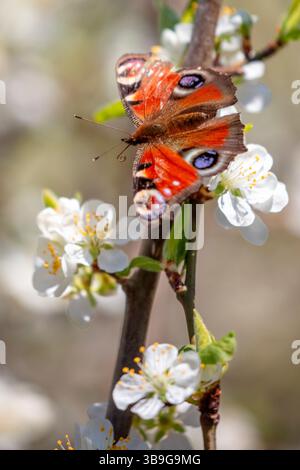 Peacock butterfly (Aglais io) on a flowering cherry plum (Prunus cerasifera) Stock Photo