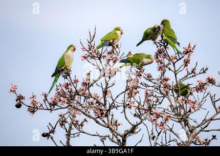 A lively group of parrots perched on a almond tree with delicate pink blossoms, capturing the essence of springtime vibrancy against a clear blue sky Stock Photo