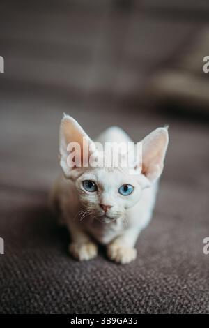 Close-up of a white Devon Rex cat with blue eyes on a textured carpet. The cat's distinct appearance includes large ears and a curious gaze, capturing Stock Photo
