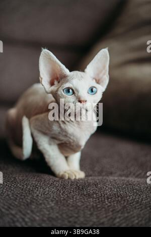 A charming white Devon Rex cat with striking blue eyes sits comfortably on a soft brown couch, showcasing its unique features and curious expression. Stock Photo