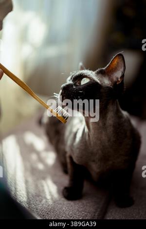 A curious black cat closely examines a bamboo toothbrush held nearby. The scene is warmly lit, highlighting the cat inquisitive nature and the eco fri Stock Photo