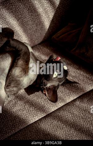 A devon rex cat lies comfortably on a sofa, curling playfully and letting out its tongue as warm sunlight filters through, highlighting its unique ski Stock Photo