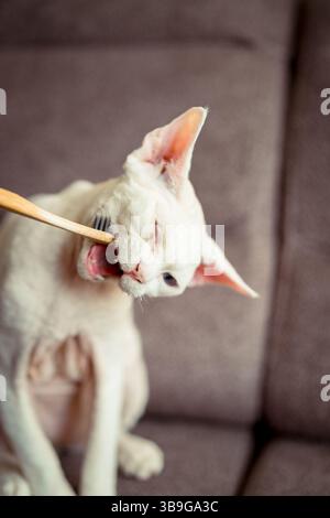A playful devon rex cat nibbles on a toothbrush, showing curiosity and charm. The feline distinctive appearance and the cozy background create an ende Stock Photo
