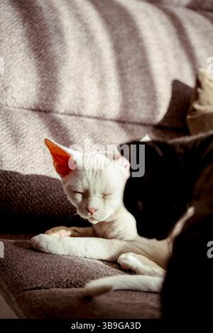 A serene scene featuring two devon rex cats basking in sunlight on a couch. The white cat is in focus, eyes closed, while the darker cat is blurred, c Stock Photo