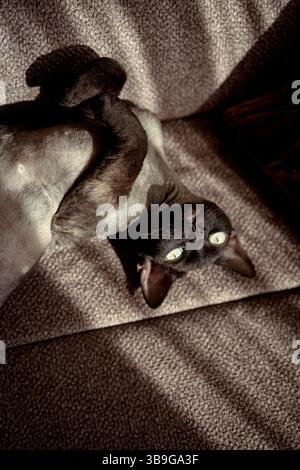 A playful devon rex cat lies upside down on a cozy, textured sofa. Sunlight casts gentle shadows, highlighting its large, curious eyes and distinctive Stock Photo