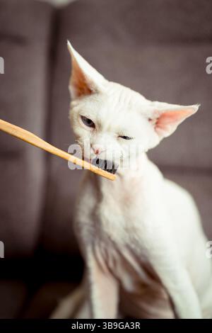 A curious devon rex cat interacts with a bamboo toothbrush, exploring it with its mouth. The background features a soft brown surface, highlighting th Stock Photo