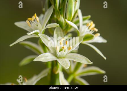 Detailed macro shot of the white, star-shaped star-of-bethlehem, ornithogalum. The image captures the delicate textures and vibrant pollen of the blos Stock Photo