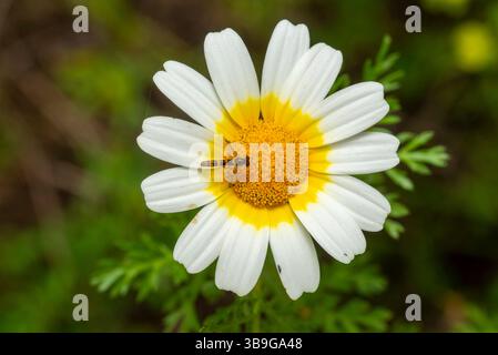 A hoverfly perches delicately on the bright yellow center of a crown daisy flower, with soft white petals framing the scene. Stock Photo