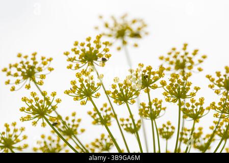 A close up of delicate yellow fennel flowers against a bright, white sky in spring. The intricate pattern and fresh green stems create a striking disp Stock Photo