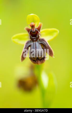 Detailed macro shot of a bee orchid with a vibrant green background, showcasing its unique insect-like appearance, characteristic of Andalusian flora. Stock Photo