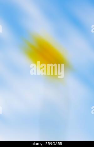 An abstract, softly blurred image featuring vibrant yellow and blue hues melding together, creating a dreamy and versatile background suitable for var Stock Photo
