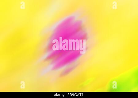 Vibrant blurred background suggesting the contours of a flower, with a vivid play of pink and yellow hues, ideal for creative backgrounds or art proje Stock Photo