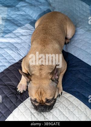 Adorable French Bulldog peacefully napping on a blue and black quilted blanket in the bed. The cozy setting highlights the dog relaxed pose, embodying Stock Photo