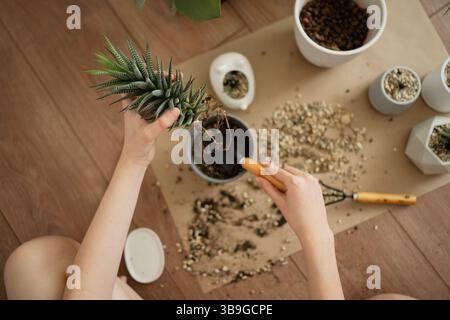 Hands carefully transplanting a haworthia succulent on a wooden floor. Various tools, pots, and soil scattered around, showcasing a cozy, gardening mo Stock Photo