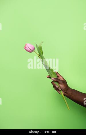 An African man's hand delicately holds a single pink tulip against a vibrant green background. The image captures the contrast between the flower's so Stock Photo