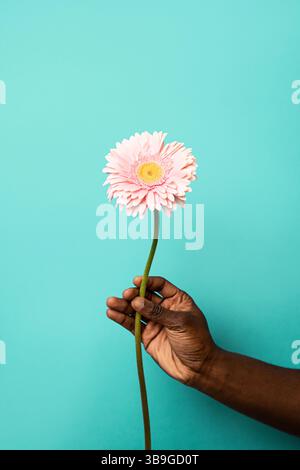Close-up of an African man's hand gently holding a single pink gerbera flower with a long stem, set against a vibrant blue background, symbolizing sim Stock Photo