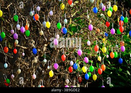 Shrub decorated with Easter eggs in Allermöhe, Hamburg, Germany Stock Photo
