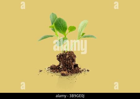 Small plant growing from fertile soil, representing concepts such as growth, nature, and environmental sustainability Stock Photo
