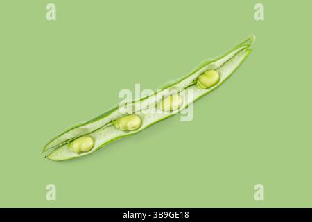 Open broad bean pod displays its vibrant green beans against a harmonious green background Stock Photo