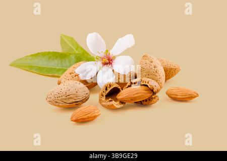 Almond nuts, leaves, and flower showing the seed resting on a beige background create a visually appealing arrangement Stock Photo