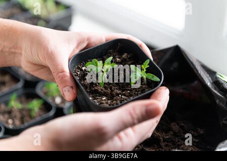 Close up of hands holding a small black pot with two young tomato seedlings, symbolizing growth and nurturing in a gardening or indoor planting contex Stock Photo