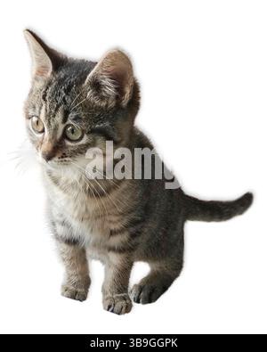 Adorable tabby kitten with gray and black stripes sits facing sideways with ears perked and soft fur texture visible against a clean white background. Stock Photo