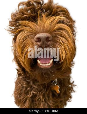 Mop-Top Smile: A curly-haired brown Labradoodle flashes a joyful grin with a nose-to-teeth close-up, highlighting personality, playfulness, and that s Stock Photo