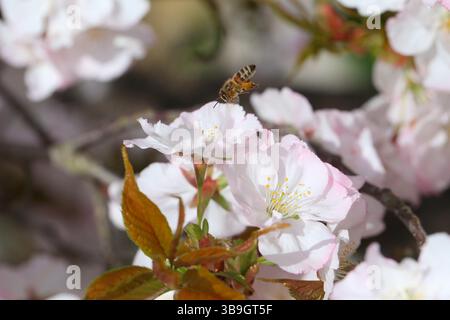 Japanese flowering cherry (Prunus serrulata) 'Sunset Boulevard' with flying honeybee Stock Photo