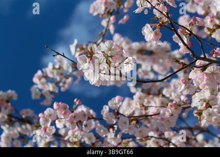 Flowering Japanese cherry tree (Prunus serrulata) 'Sunset Boulevard' Stock Photo
