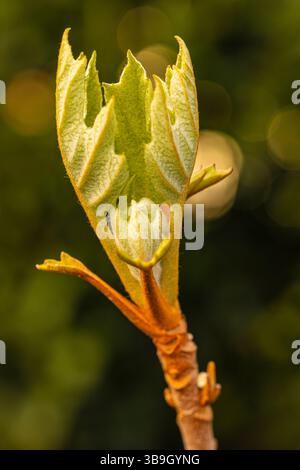 Oak-leaf hydrangea, young leaves Stock Photo