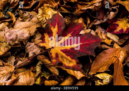 Maple leaf in autumn in Mecsek, Pecs, Hungary Stock Photo