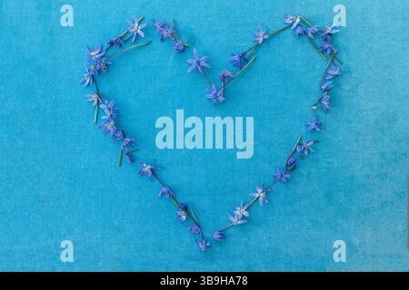 A flowery floral arrangement as a whole heart of small blue bluestars against a turquoise background as a natural decoration on the theme of love Stock Photo