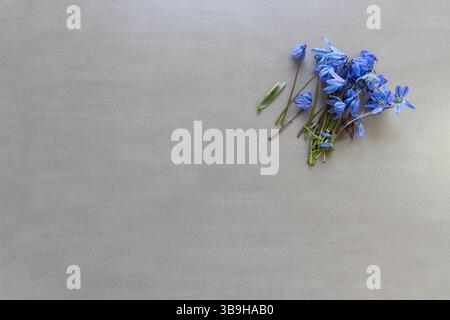 A small freshly picked bouquet of blossoms with a blue star stem on a light gray surface Stock Photo