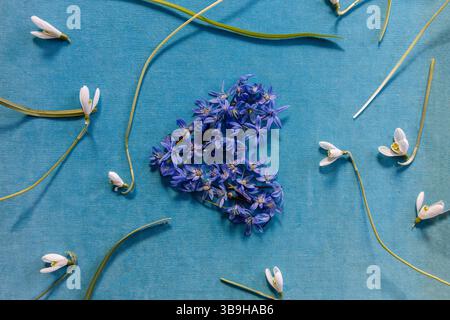 A floral heart-shaped flower arrangement made of small blue bluestars against a turquoise background as a natural decoration on the theme of love Stock Photo