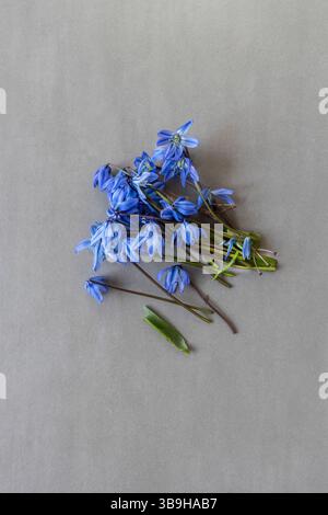 A small freshly picked bouquet of blossoms with a blue star stem on a light gray surface Stock Photo