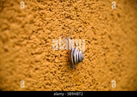 Snail crawling on the green moss with blurred background, shallow depth of field Stock Photo