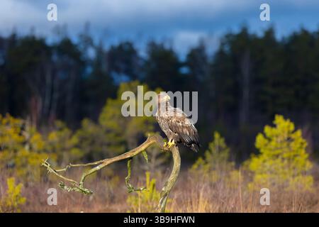 White-tailed eagle, Haliaeetus albicilla, adult eagle in a moor, Smaland, Sweden Stock Photo