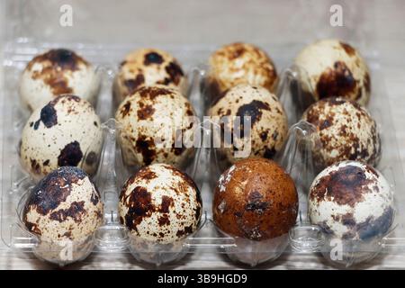 High-resolution close-up image of twelve fresh quail eggs arranged in a clear plastic carton. The eggs display natural brown and black speckled patter Stock Photo