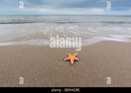 Common starfish, Asterias rubens, dead starfish lying on the beach, Schleswig-Holstein, Germany Stock Photo