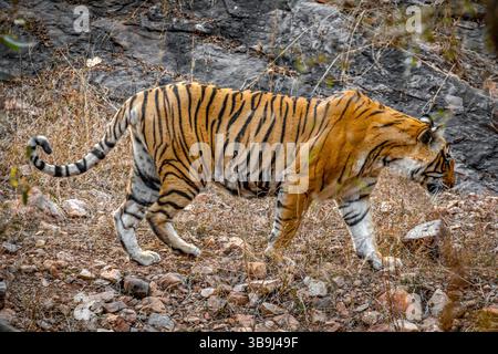 Royal Bengal tiger in Ranthambore Tiger Reserve, Rajasthan Stock Photo