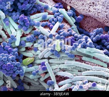 Finger skin, SEM Stock Photo - Alamy
