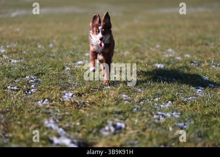 A dog is running in a field with snow on the ground Stock Photo