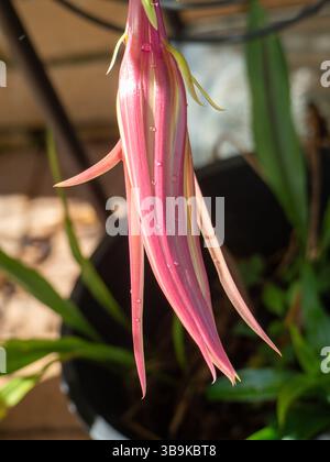 types of cereus cactus Cereus Jamacaru – Kesslers Cacti main image 0
